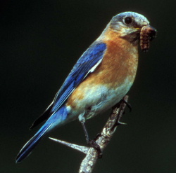 Eastern Bluebird