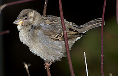 Sick sparrow with respiratory disease