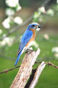 Male Bluebird