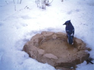 Heated Bird Bath in Use