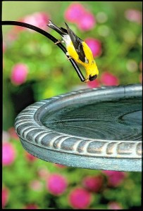 Male goldfinch-american-m-drinking-at-birdbath-dripper-208462