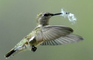 Hummingbird with Nesting Material