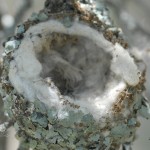 Hummingbird Nest