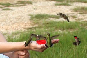 Hand Feeding Hummingbirds
