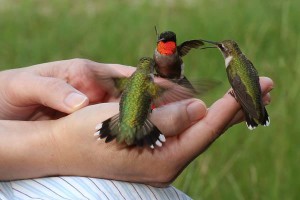 Hummingbirds Close Up