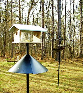 Bluebird Feeder in My Yard