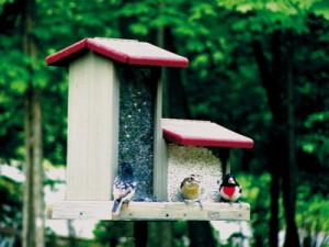 Double Hopper Bird Feeder