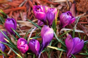 spring-crocus