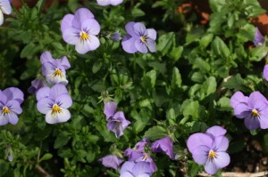 violas