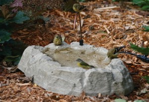 Heated Bird Baths