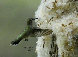 Hummingbird With Nesting Material