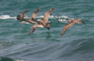 Seabirds of Costa Rica