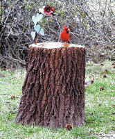 Tree Stump Bird Bath