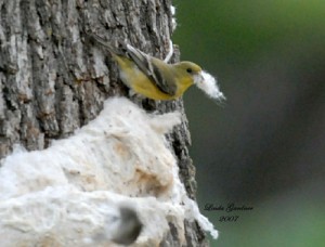 Goldfinch with Nest Material