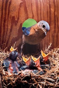 Female Wastern Bluebird with Nestlings