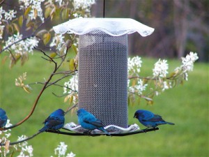 Thistle Feeders