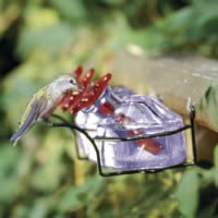 Hummingbird Feeder