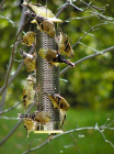 thistle bird feeder