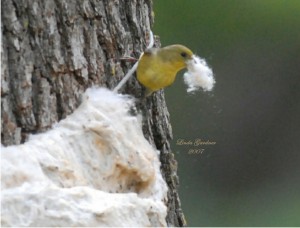 Offer nesting material along with thistle feeders to encourage residency