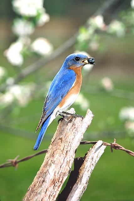 blue bird house