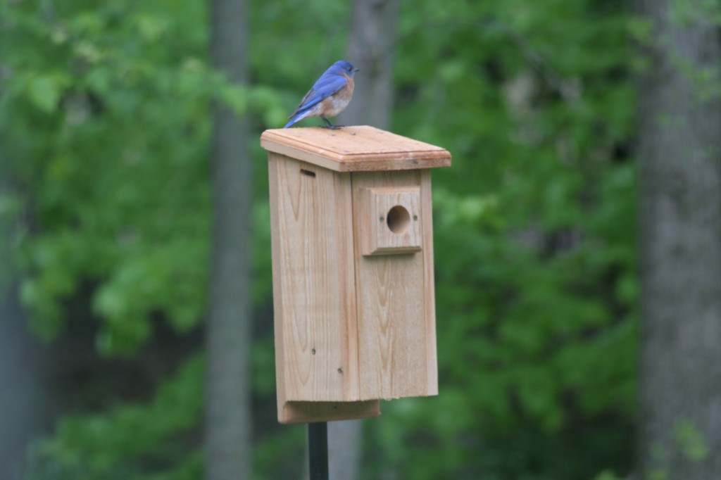 bluebird houses