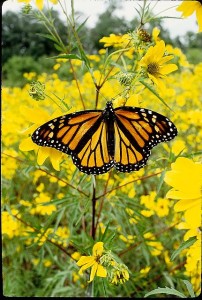 butterfly house