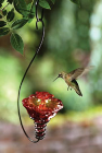 hummingbird feeders