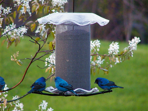 finch bird feeder