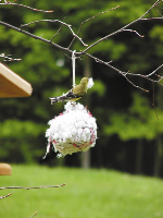 thistle feeder and neting material