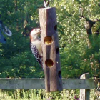 wild bird feeders