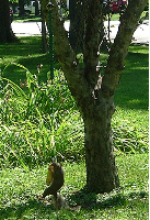 Squirrel Feeders