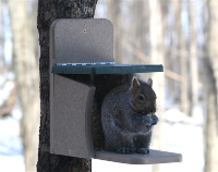 squirrel feeder