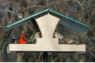 wild bird feeders