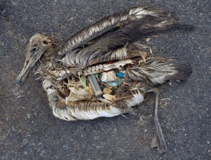 Plastics at the Gyre-Albatross Chick