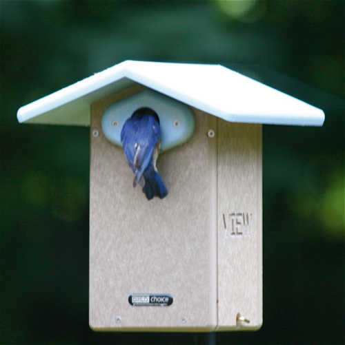 Birdhouse Cam