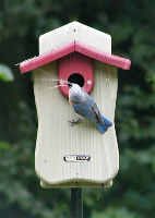 wood birdhouse