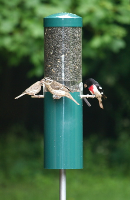 squirrel proof bird feeders