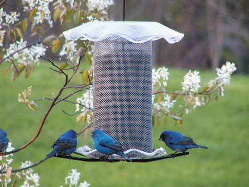 finch bird feeders