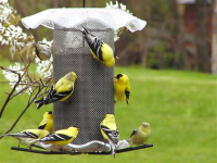 thistle bird feeder