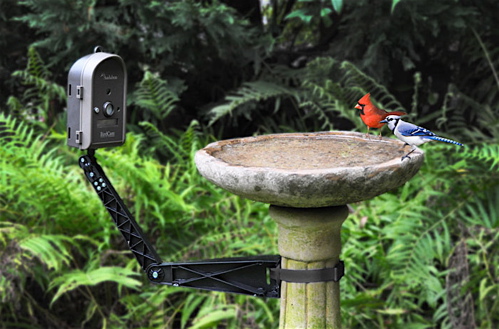 bird watching camera