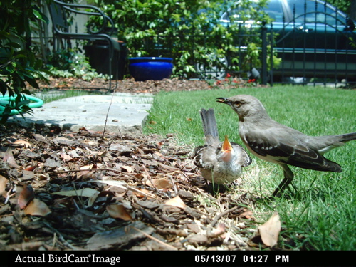 bird watching camera