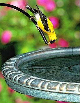 birdbath accessories like drippers entice more birds