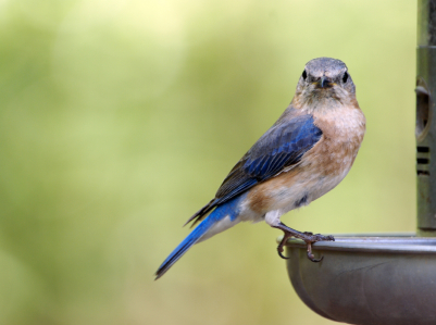 Eastern Bluebird at the mealworm dish
