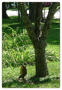 The Bungee Cord Squirrel Feeder has them working for food