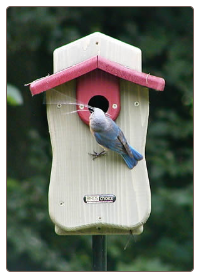 Cedar BlueBird House with Viewing Window and Predator Guard