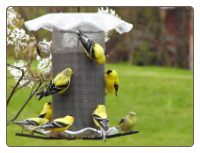 Goldfinches Cling to this 3-qt. Forevever Thistle Feeder with Roof and Seed Tray