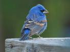 blue grosbeak at feeder with bird cam