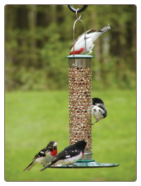 Stainless Steel Shelled Peanut Bird Feeder