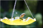 Fun Acrylic Hanging Bird Bath 