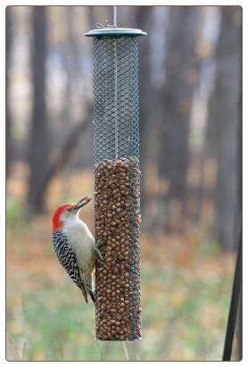 large capacity shelled peanut bird feeder